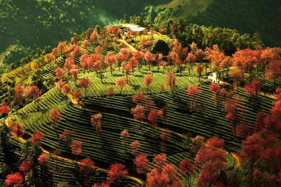 大理騎行攻略 | 大理文旅再添黑馬 南澗縣獲“國(guó)字號(hào)”牌匾  是大理旅游的好去處