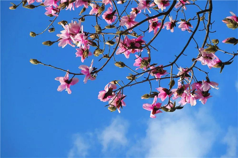 又是被驚艷的一天！云龍縣漕澗林場(chǎng)生物多樣性大賞