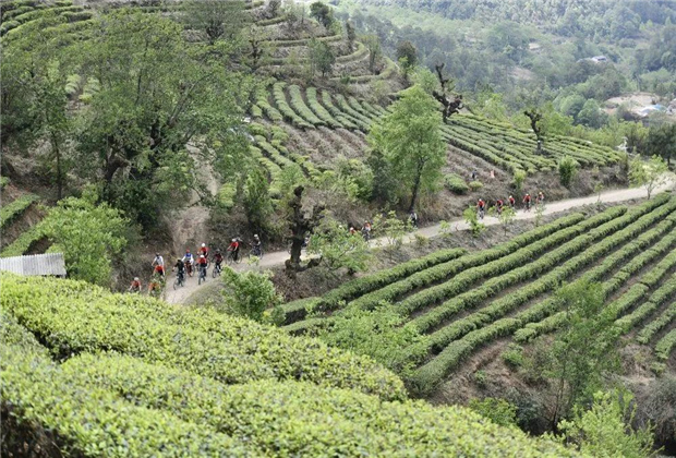 大理傳媒公司：【創意大理】鄉村秘境！大理永平藏著一個天際茶園