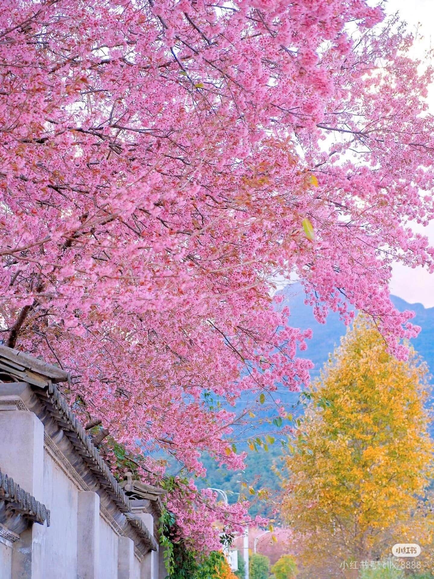 云南旅游,云南旅行社,云南團建公司,云南策劃公司,云南會議會展,云南策劃執行,大理旅游,大理旅行社,大理團建公司,大理會議公司,大理會議會展,大理策劃公司:去云南才知道，最早的櫻花是開在冬天的